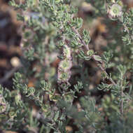 Image of black cotton bush