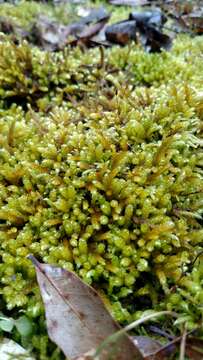 Image of bryoandersonia moss