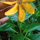 Image of Gardenia coronaria Banks