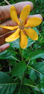 Image of Gardenia coronaria Banks