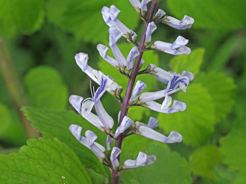 Image of Plectranthus zuluensis T. Cooke