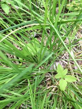 Image of silvery sedge