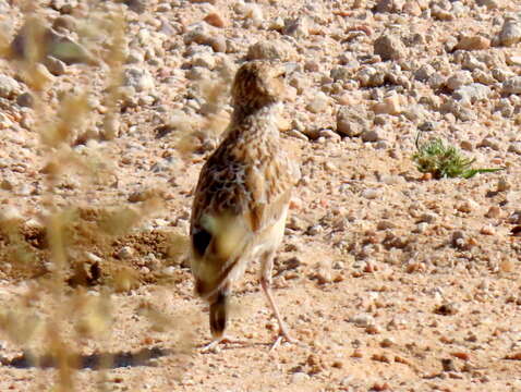 Imagem de Chersomanes albofasciata barlowi White & Cmn 1961