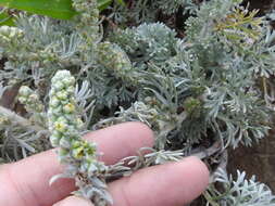 Image of beach wormwood