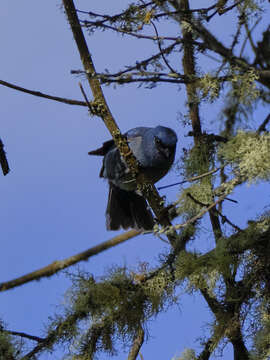 Image of Blue-and-black Tanager