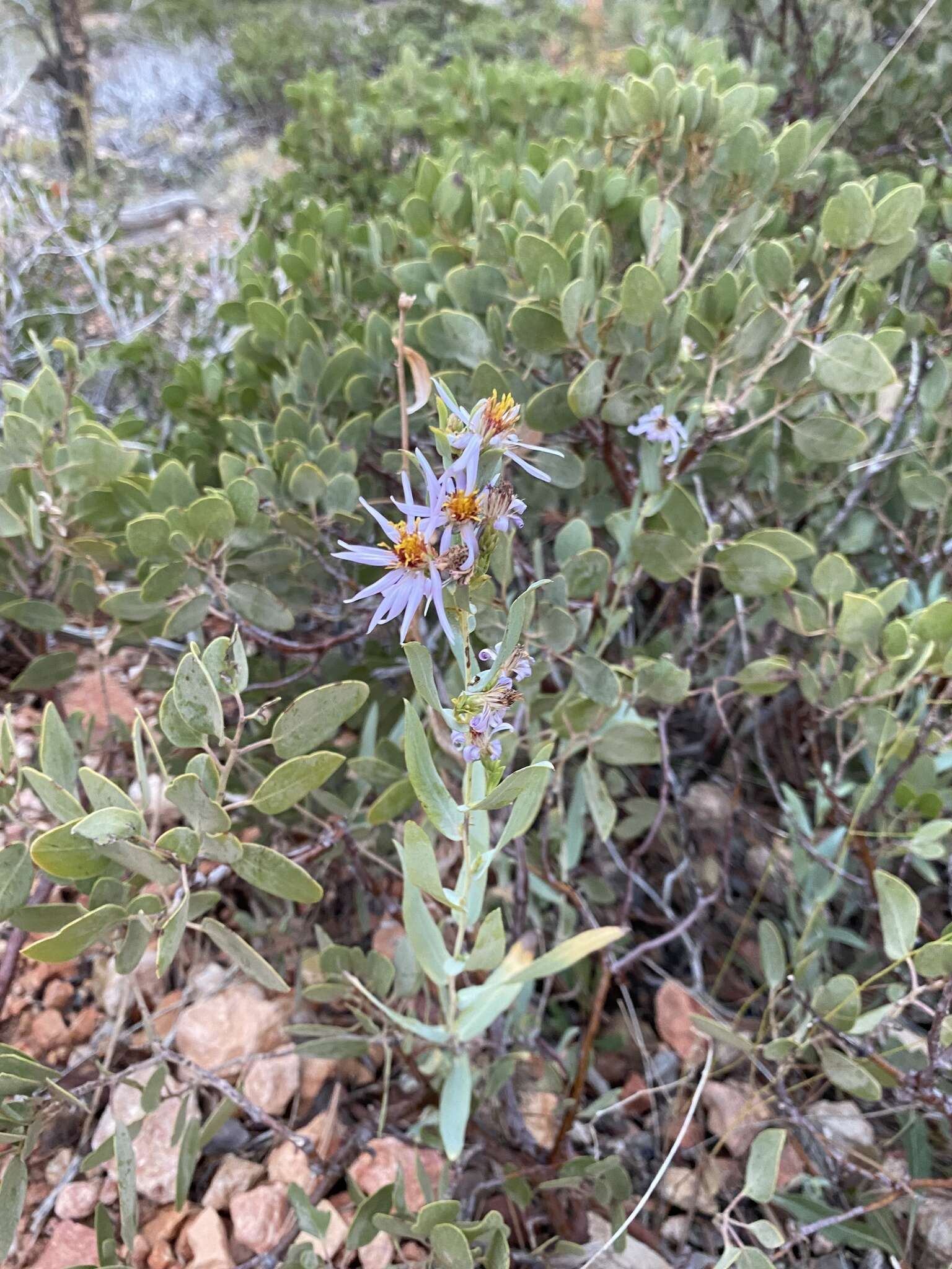 Image of gray aster