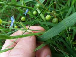 Image of eastern blue-eyed grass