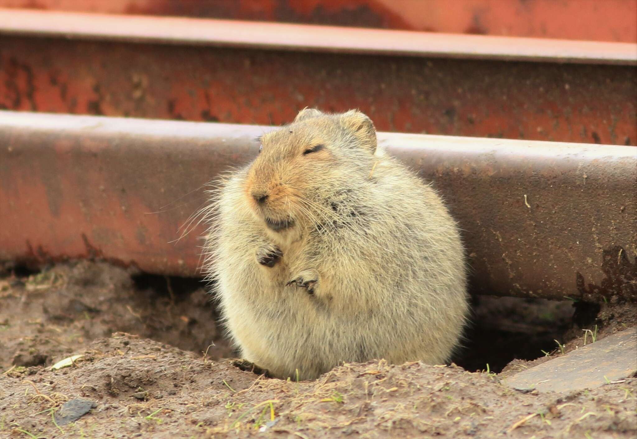 Image of Sloggett's Vlei Rat