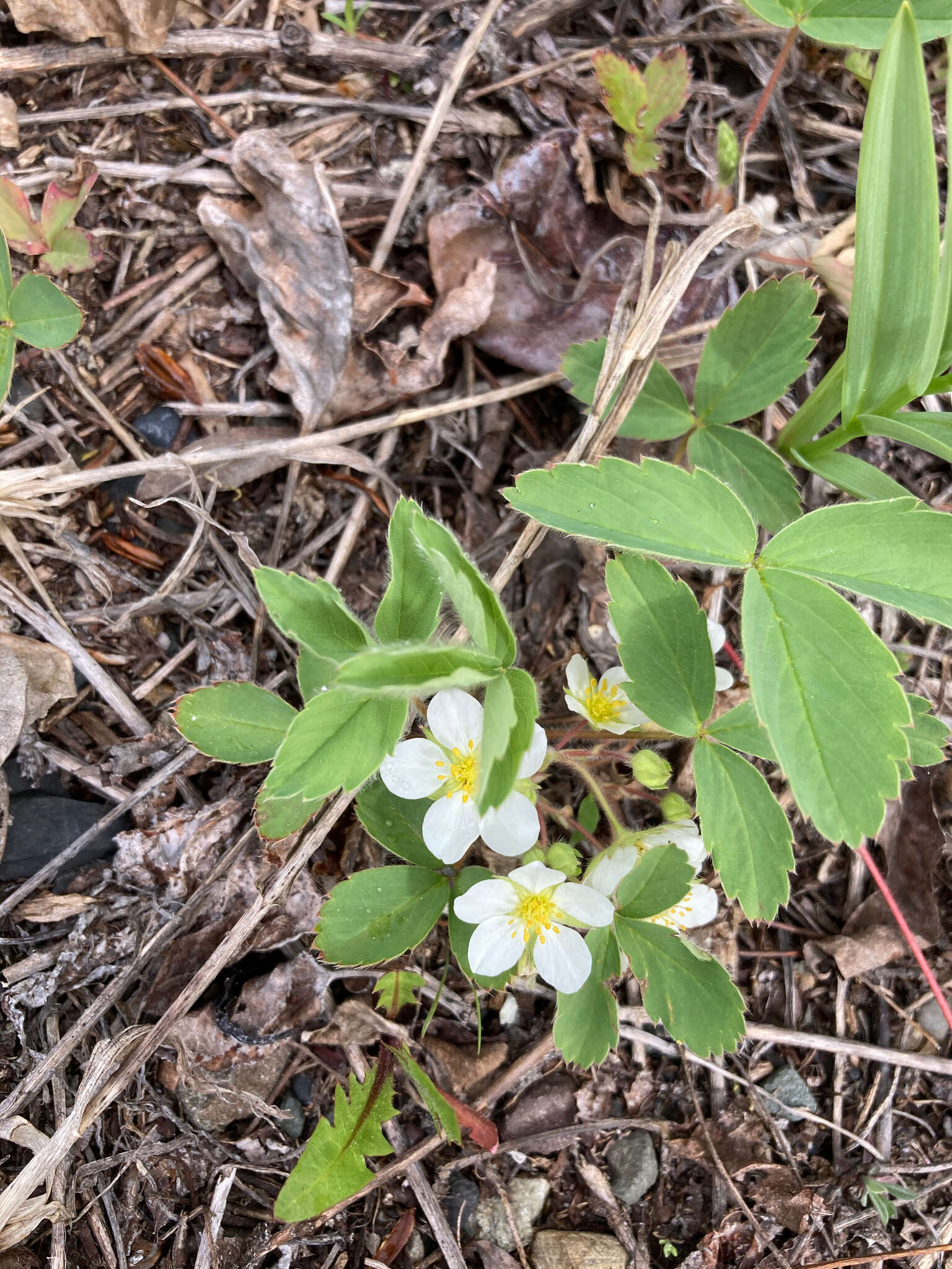 Image of Virginia strawberry