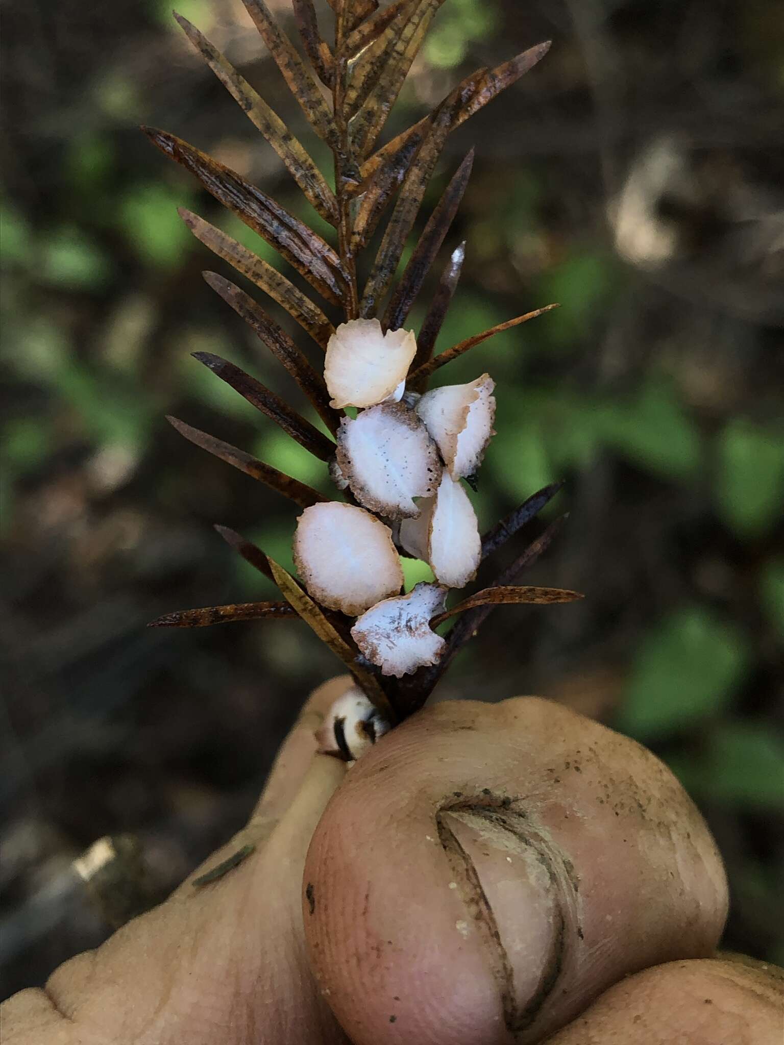 Image of Cypress Gall Midges