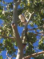 Image de Tyto alba delicatula (Gould 1837)