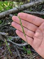 Image of roughleaf ricegrass