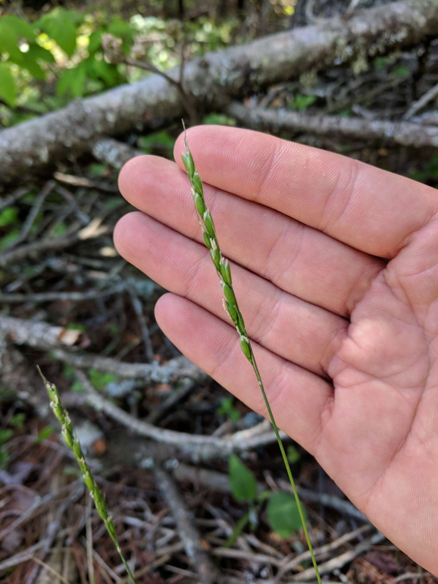 Sivun Oryzopsis asperifolia Michx. kuva