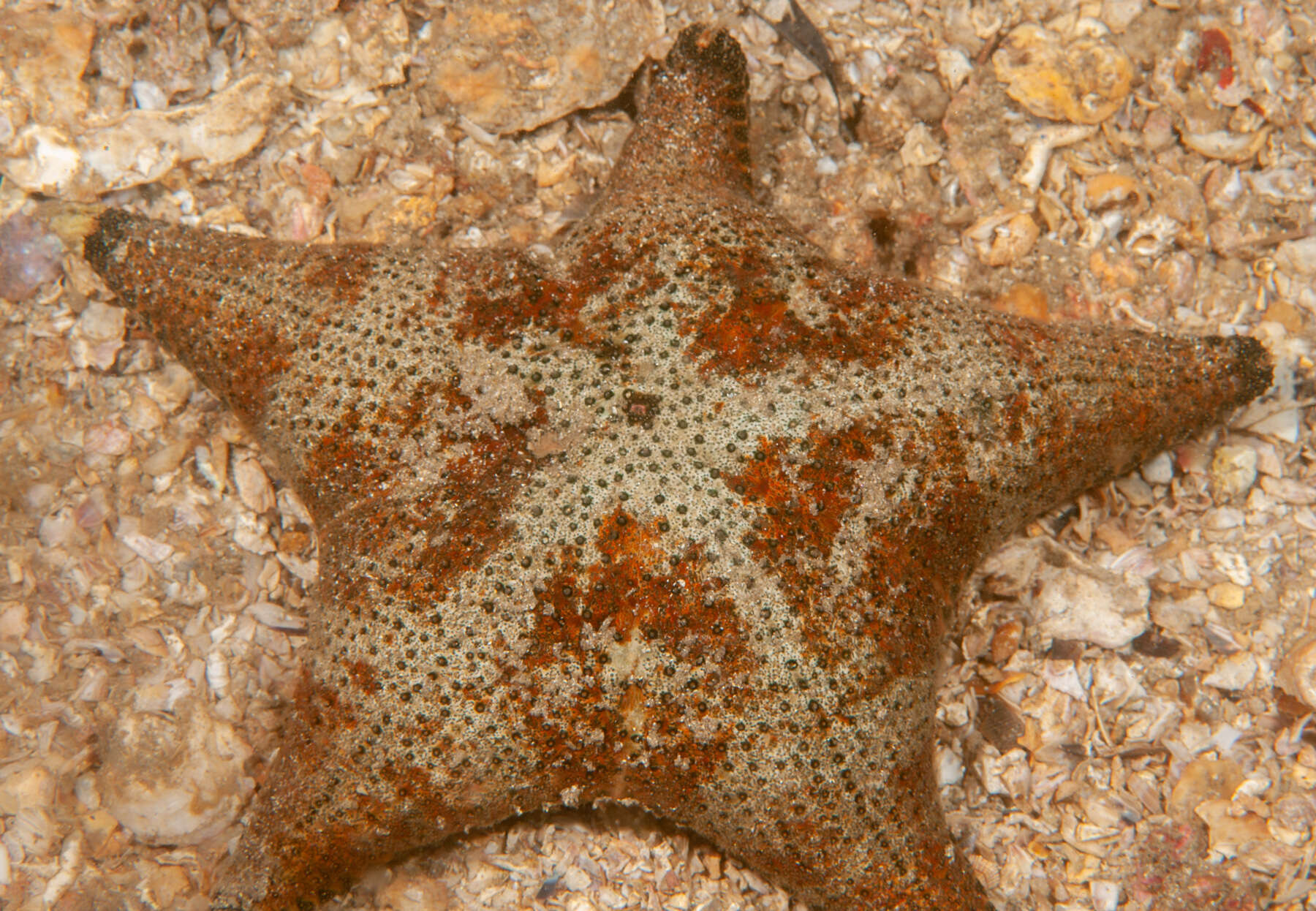 Image of <i>Anthenea sidneyensis</i>