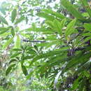 Schefflera systyla (Donn. Sm.) R. Vig. resmi