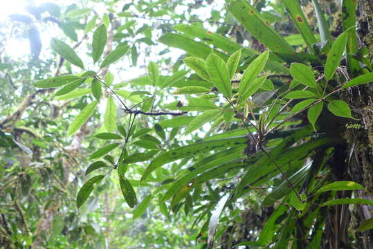 صورة Schefflera systyla (Donn. Sm.) R. Vig.