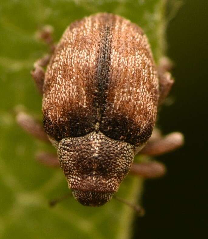 Coeliodes rana (Fabricius & J. C. 1787) resmi