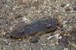 Image of Chromodoris lineolata (van Hasselt 1824)