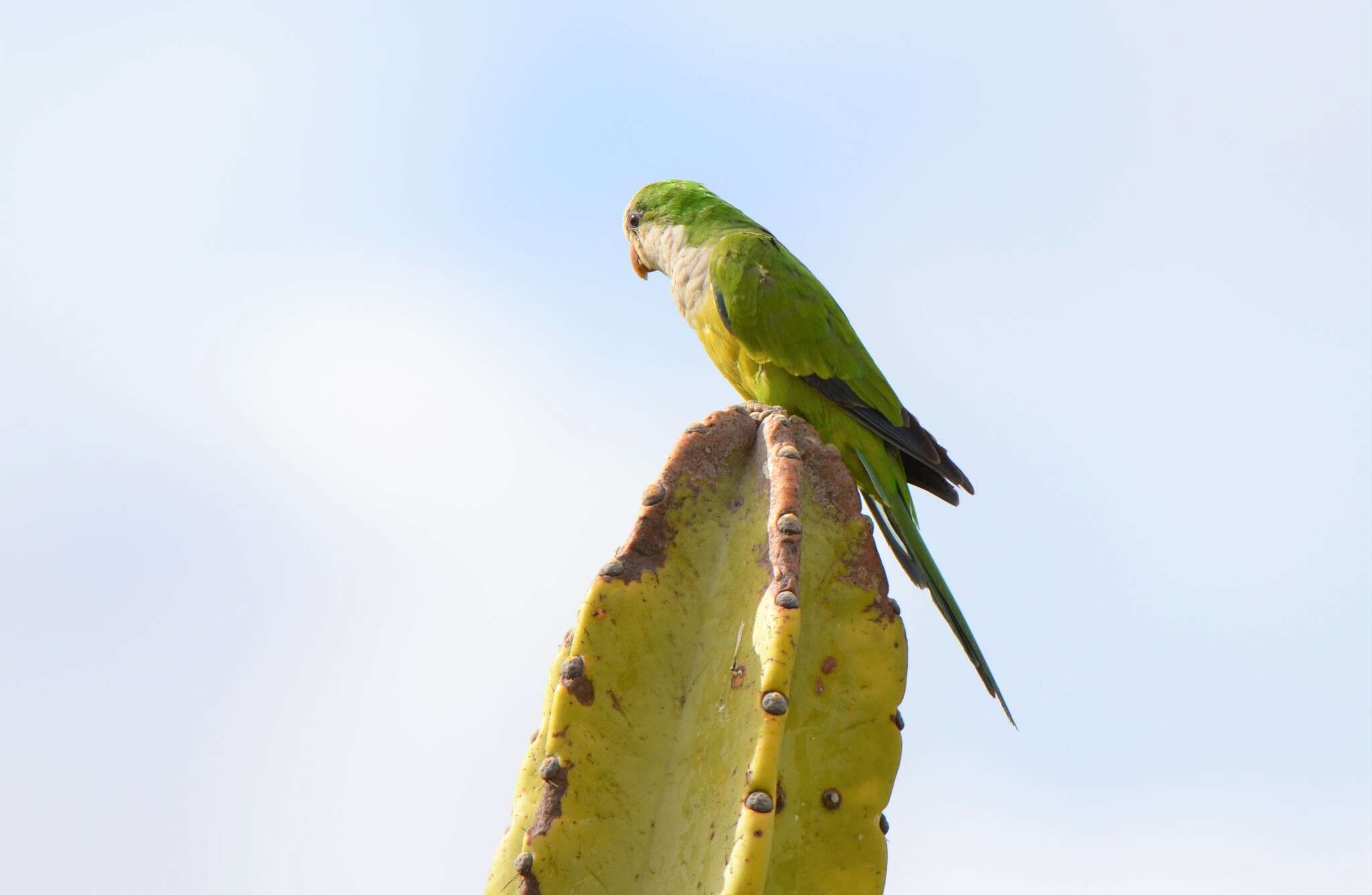 صورة Myiopsitta monachus luchsi (Finsch 1868)