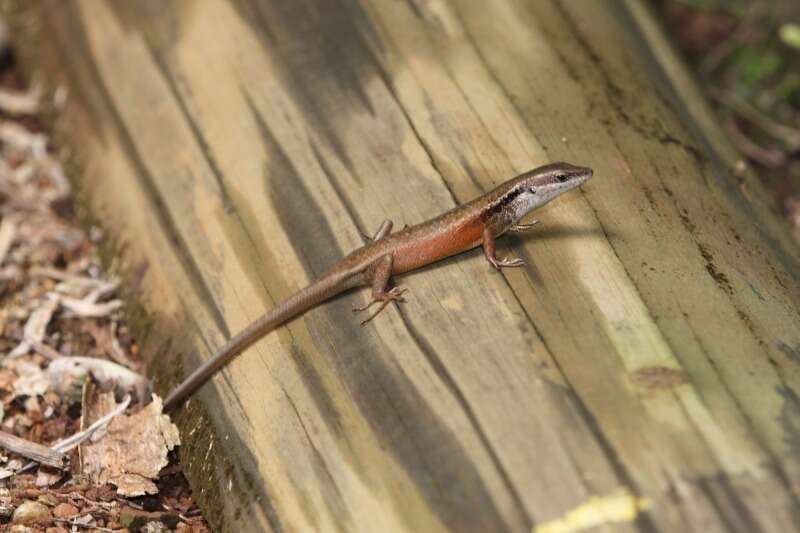 Image of Closed-litter Rainbow-skink