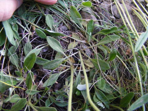 Image of alpine golden buckwheat