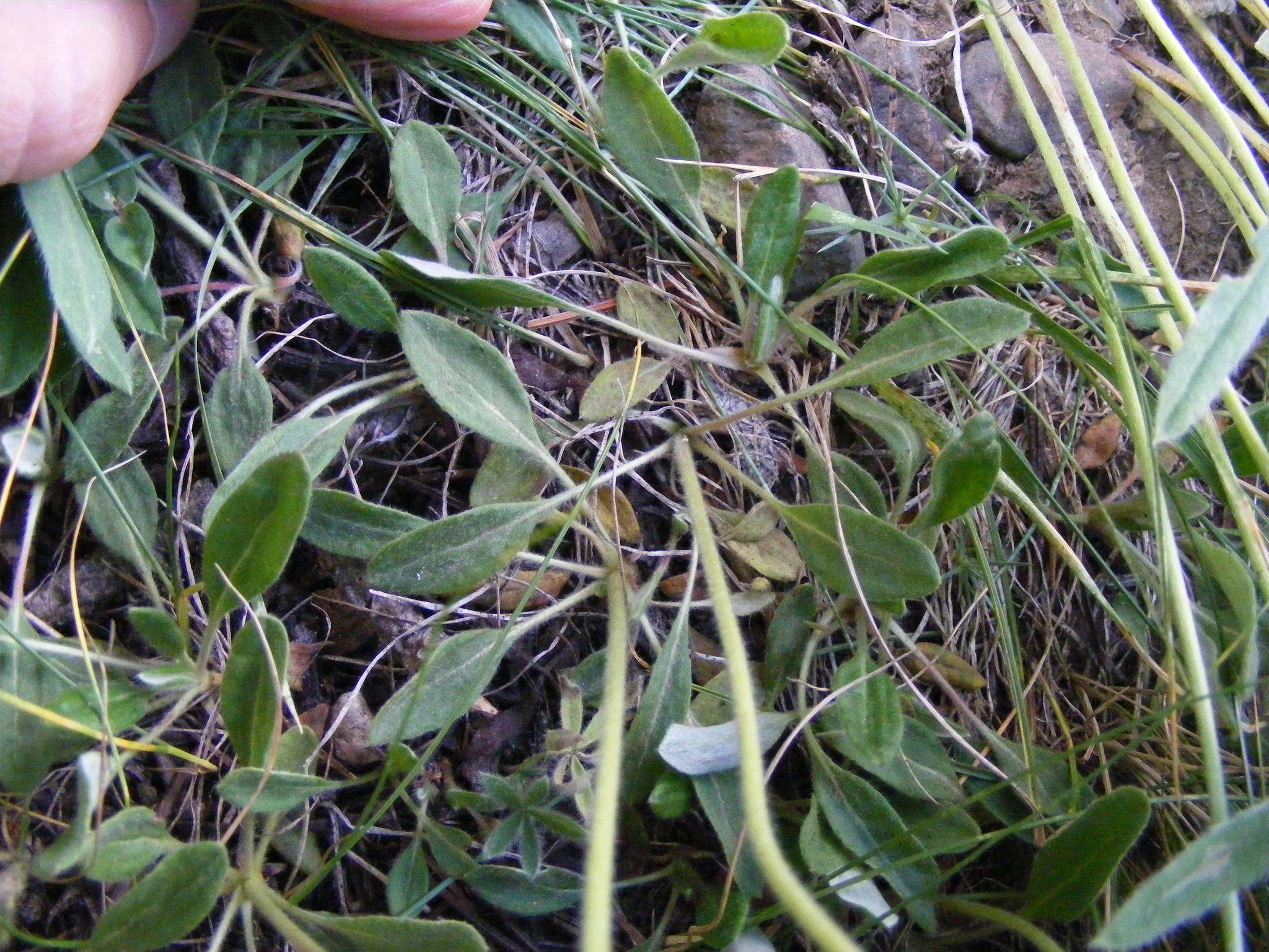 Imagem de Eriogonum flavum Nutt.