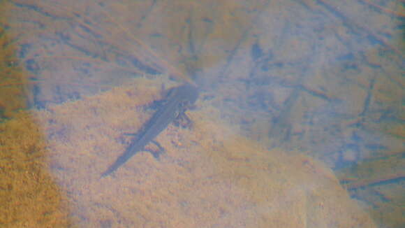 Image of Michoacan Stream Salamander