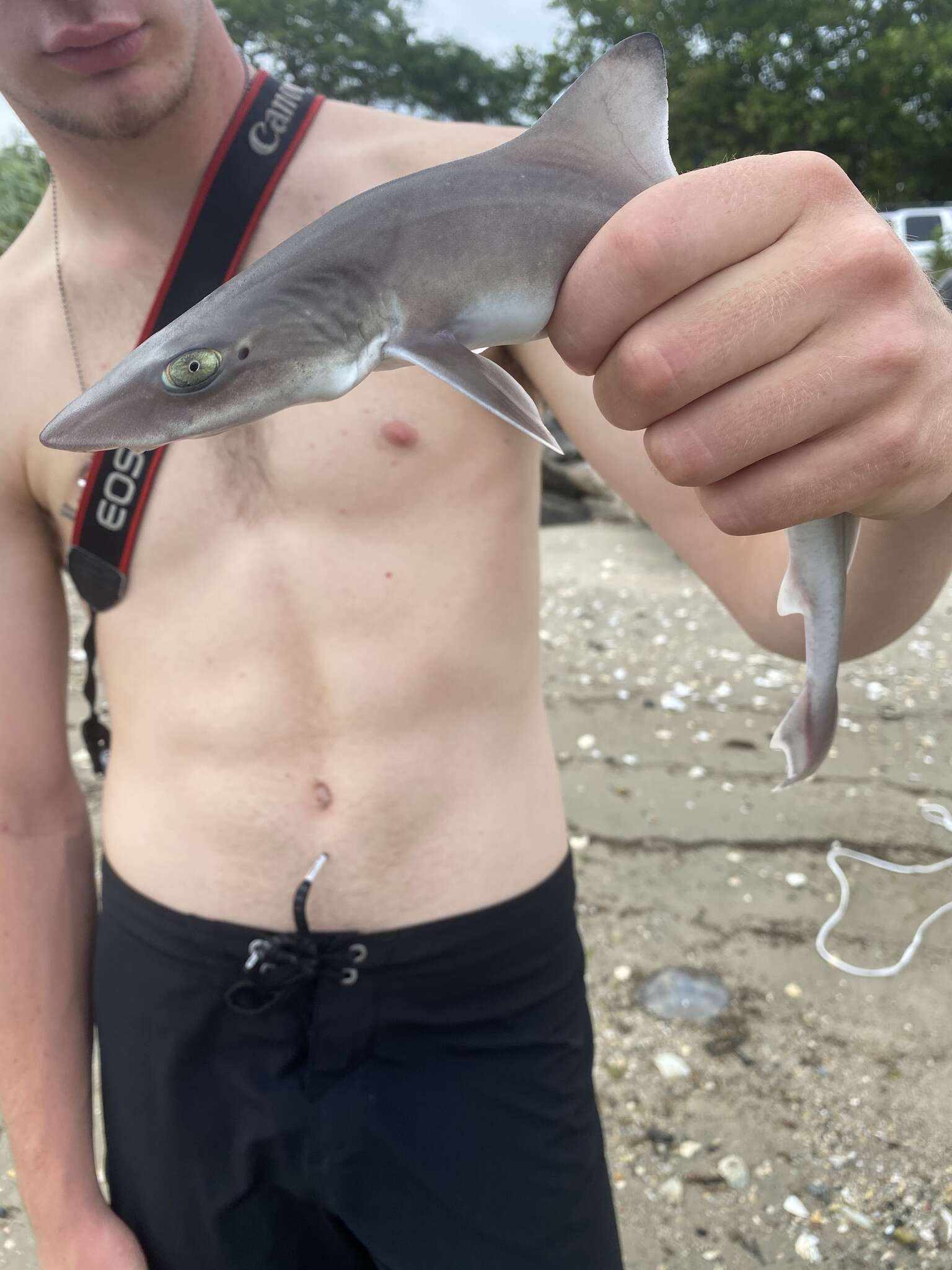 Image of Dusky Smoothhound