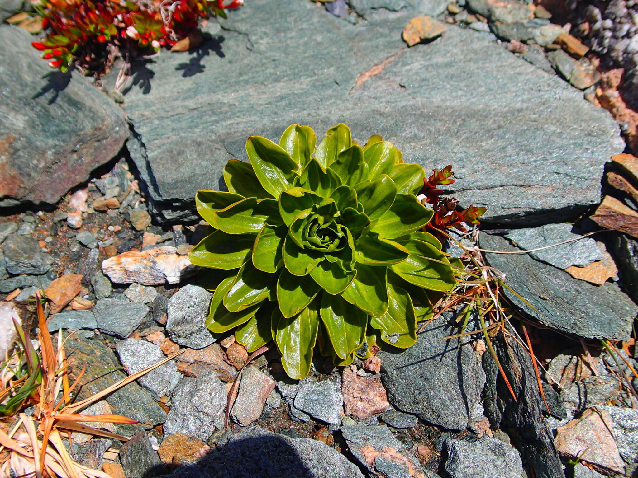 Image of Gentianella divisa (Kirk) Glenny