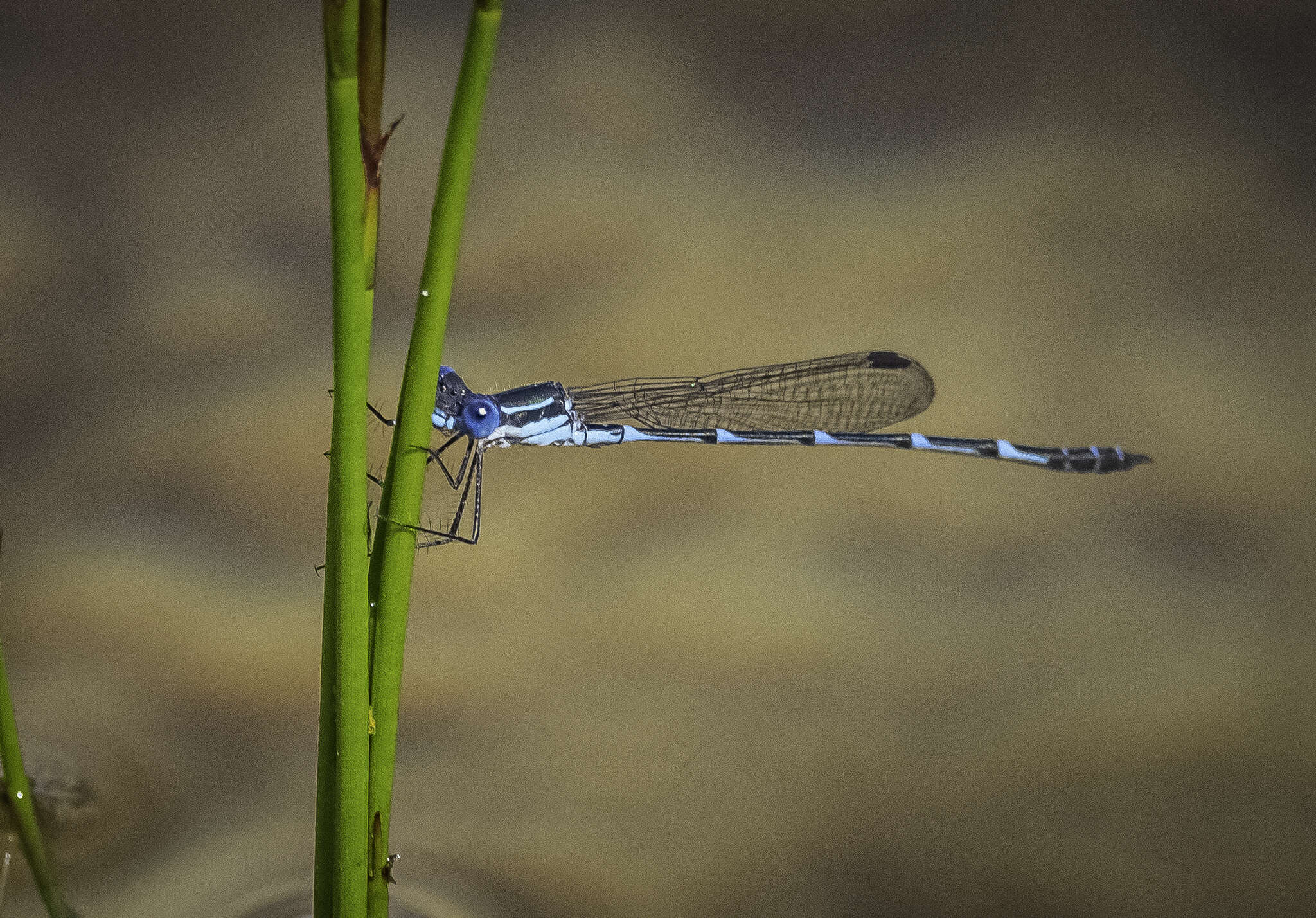 Image of Dune Ringtail