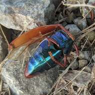 صورة Sternocera chrysis (Fabricius 1775)