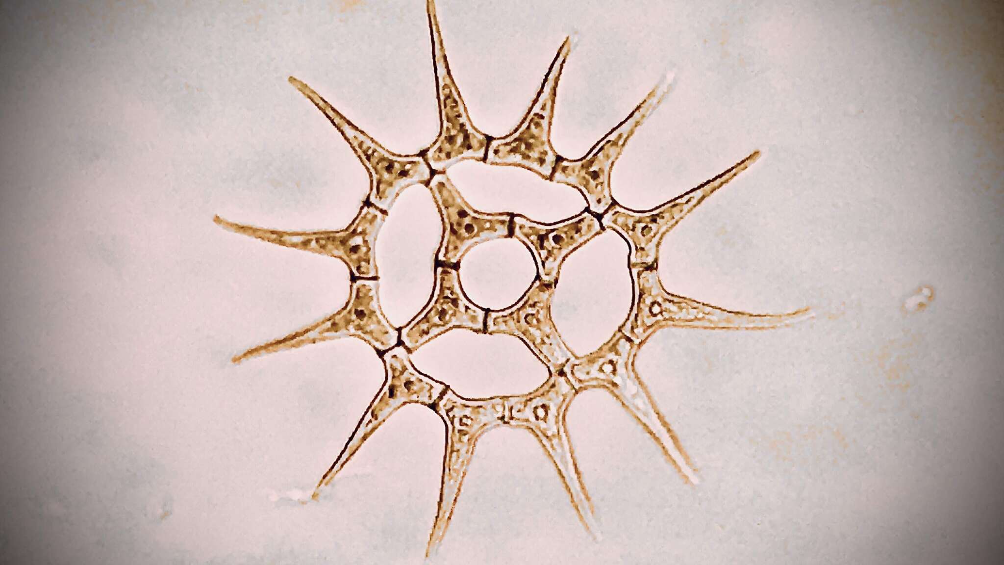 Plancia ëd Monactinus Corda 1839