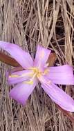 Image of Colchicum bulbocodium Ker Gawl.