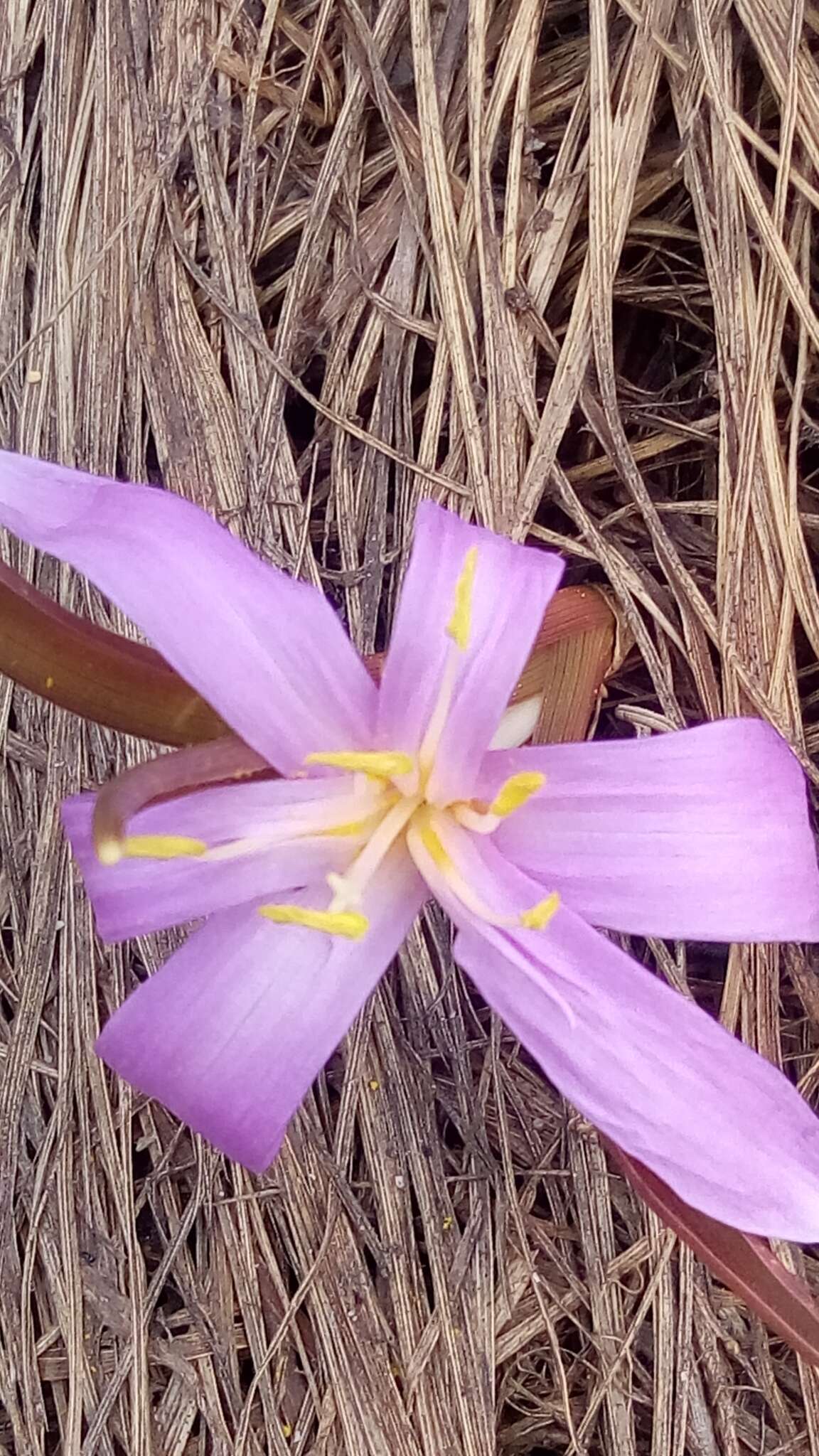 Image of Colchicum bulbocodium Ker Gawl.