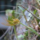 Image of Bulbophyllum setaceum T. P. Lin