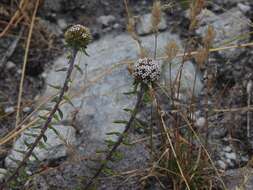 Image of Stoebe cyathuloides Schltr.