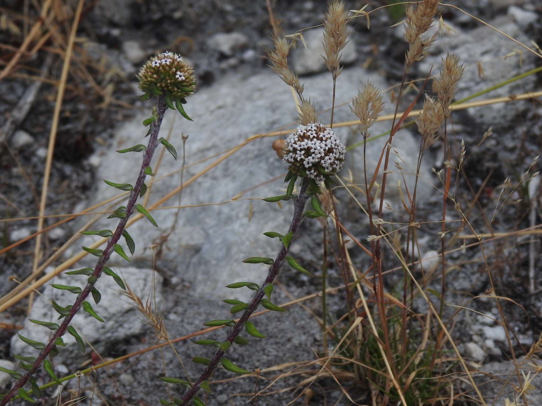 Image of Stoebe cyathuloides Schltr.