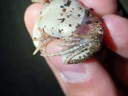 Image of Tandy's Sand Frog