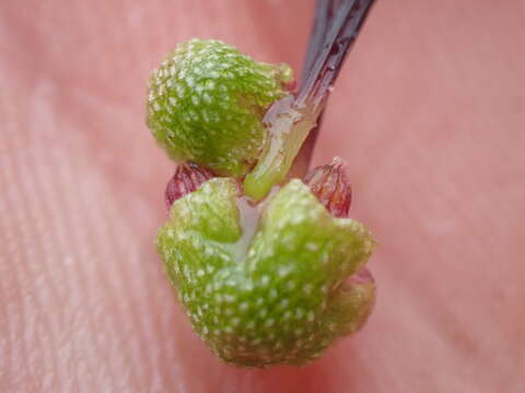 Image of Lindenberg's asterella