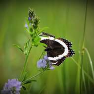 Imagem de Limenitis arthemis rubrofasciata Barnes & McDunnough 1916