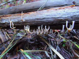 Image of Artomyces cristatus (Kauffman) Jülich 1982