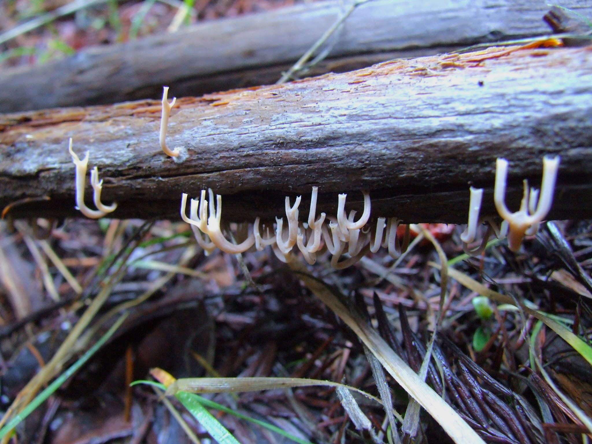 Image of Artomyces cristatus (Kauffman) Jülich 1982