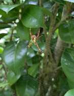 Image of Argiope perforata Schenkel 1963