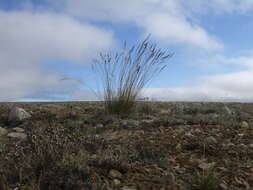 Image of Deschampsia cespitosa subsp. glauca (Hartm.) Tzvelev