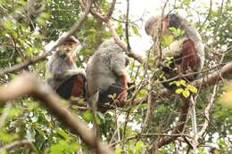 Image of Douc Langurs