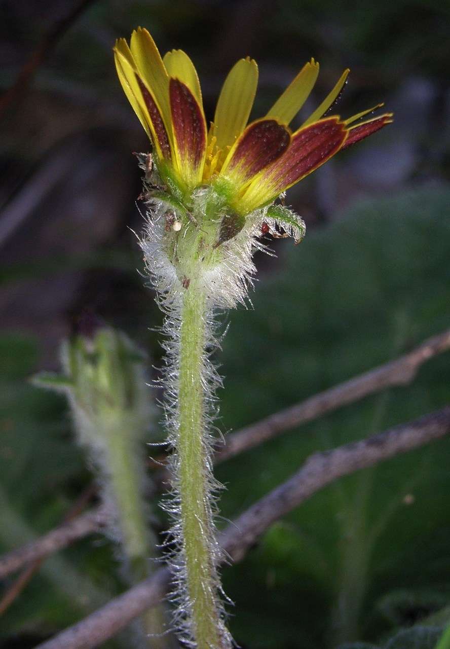 Plancia ëd Cymbonotus preissianus Steetz