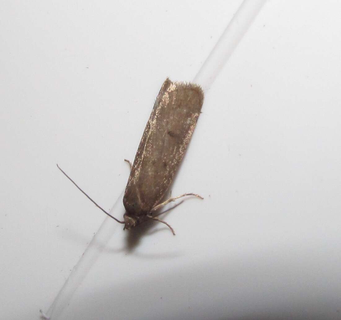 Image of Phaeosaces apocrypta