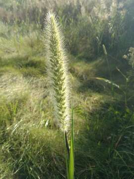 Image of Giant Bristle Grass