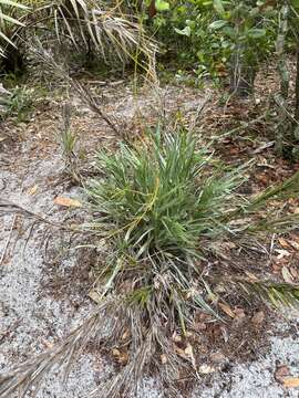 Image of narrowleaf silkgrass