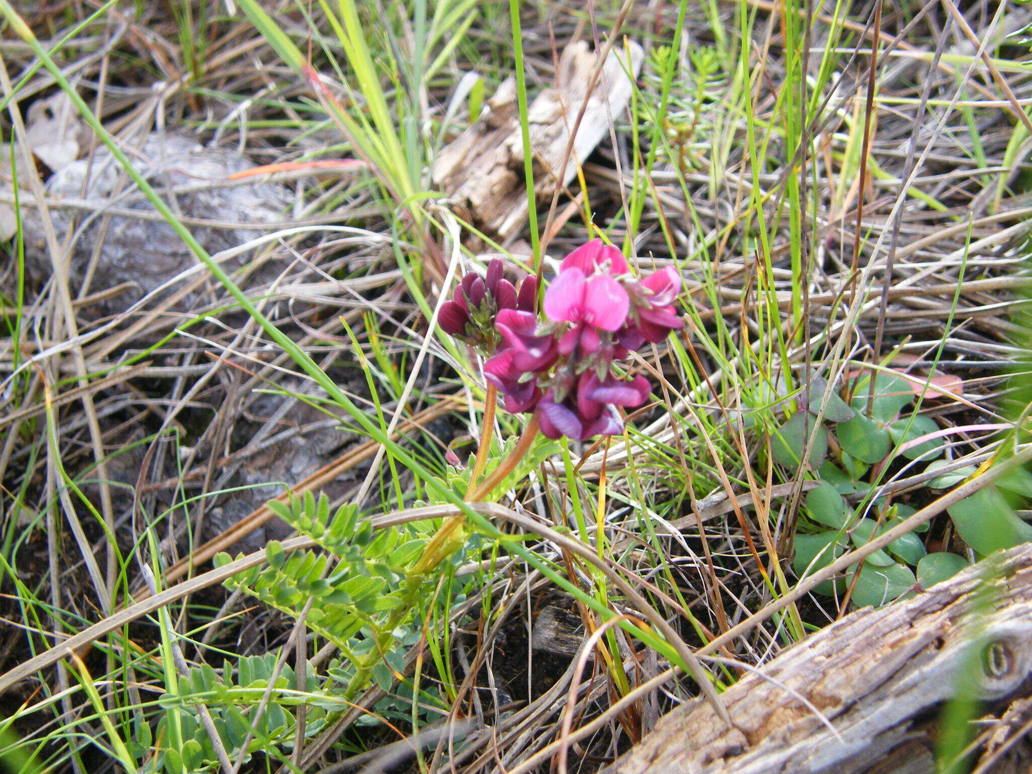 Image of Lessertia capensis (P. J. Bergius) Druce